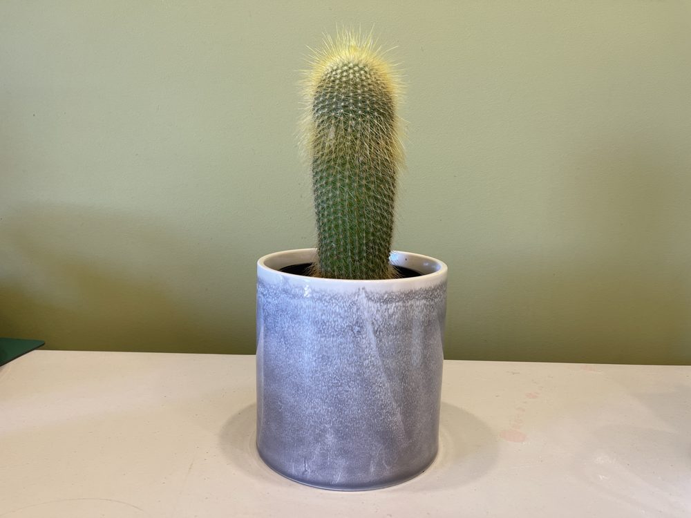 Potted Cactus