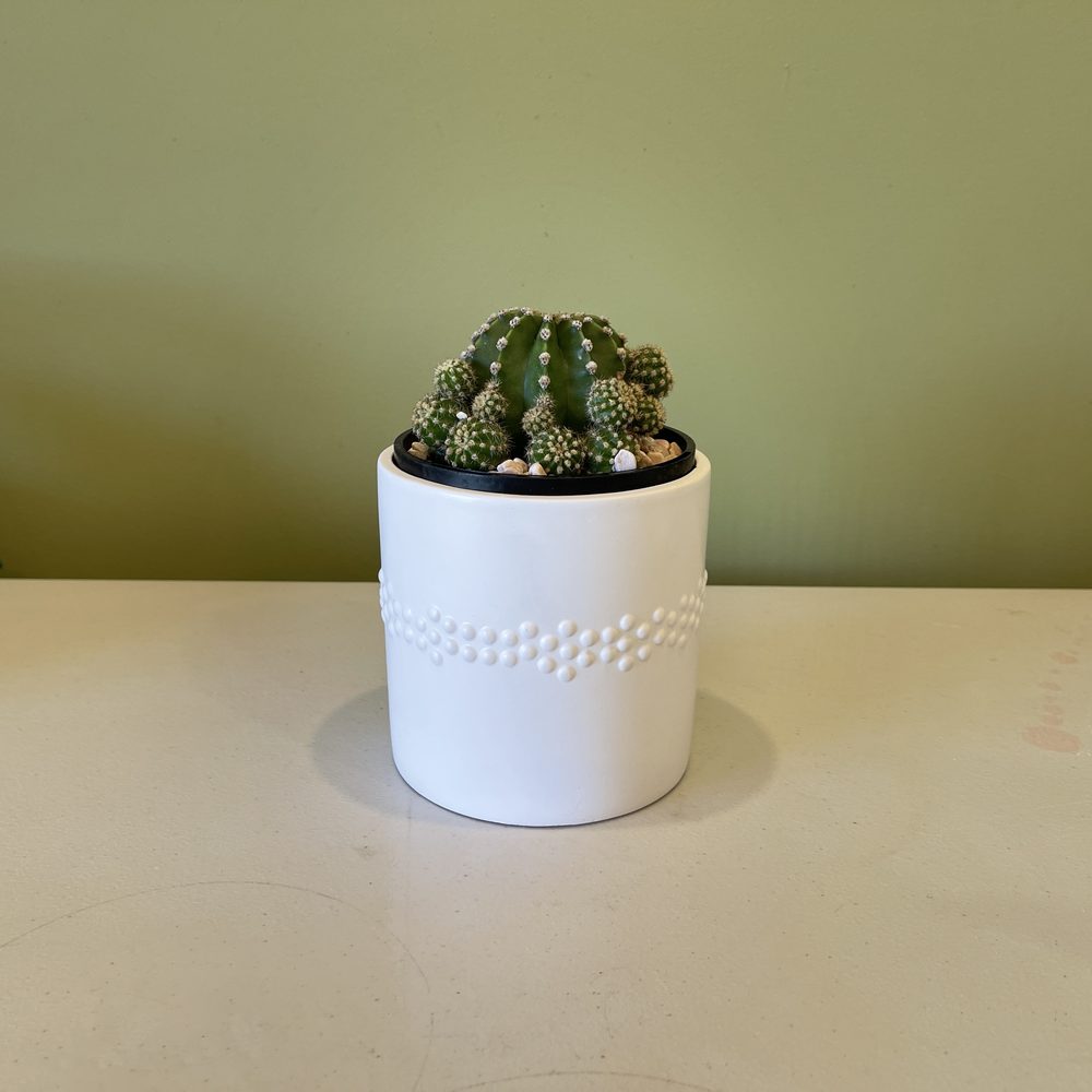 Potted Cactus